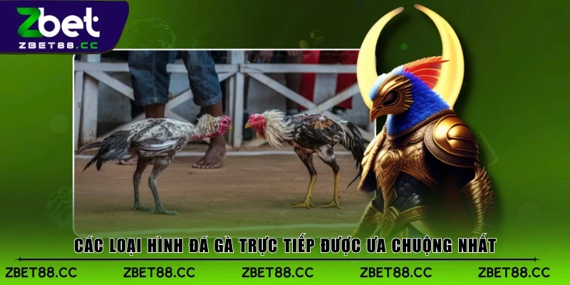 Các loại hình đá gà trực tiếp được ưa chuộng nhất