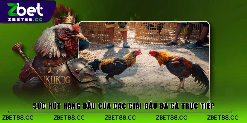Sức hút hàng đầu của các giải đấu đá gà trực tiếp