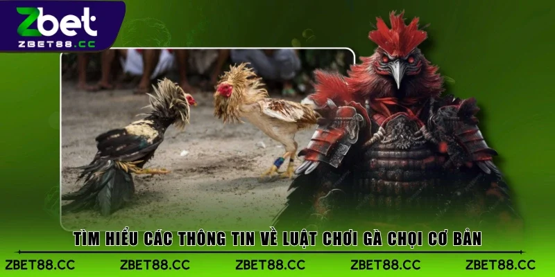 Tìm hiểu các thông tin về luật chơi gà chọi cơ bản